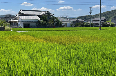 稲の病気